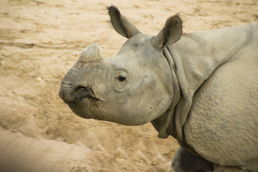 Un rhino d'Inde, cousin de celui de Java © iStock,tbrengel