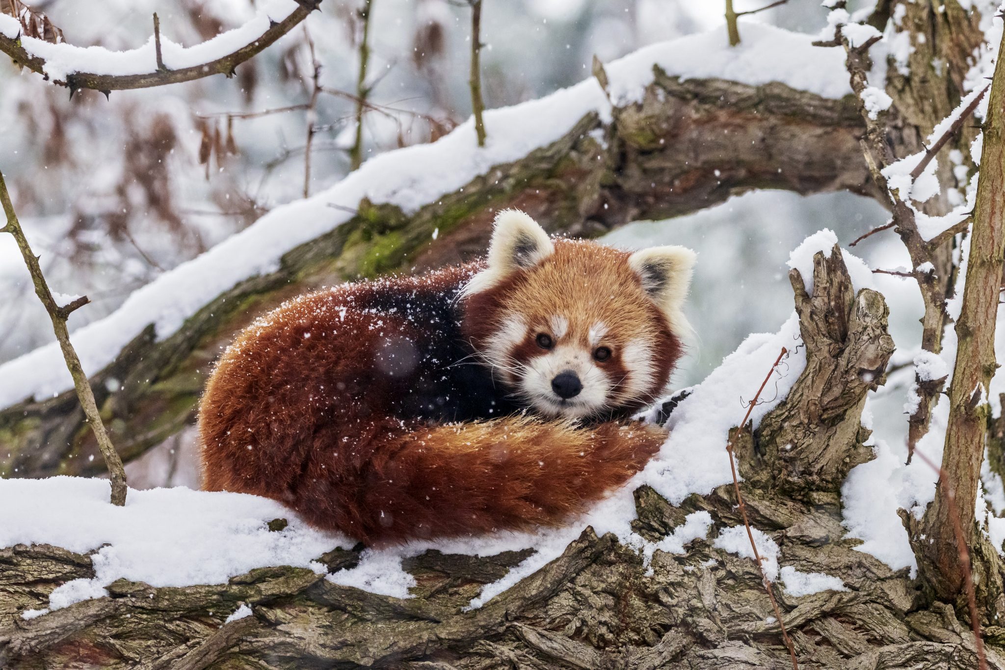 Tout ce qu'il faut savoir sur le panda roux 