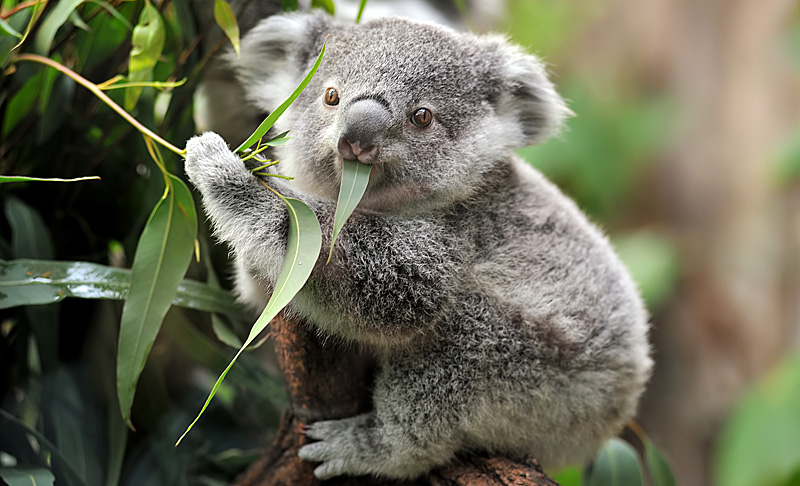 Wapiti magazine koala eucalyptus Australie