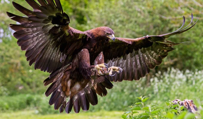 L'aigle royal, un des symboles de la biodiversité © ian600f_iStock