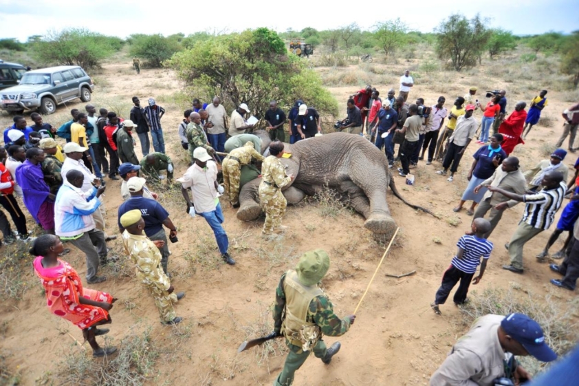 Pose d'un collier émetteur sur un éléphant au Kenya
