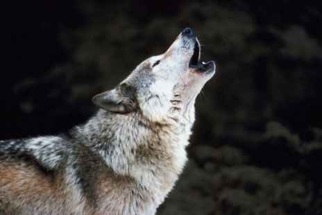 Loup ©Istock