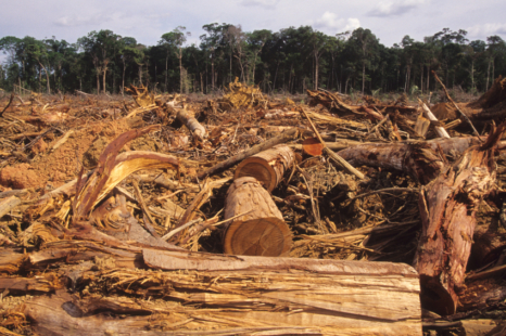 © luoman/iStock LA DÉFORESTATION FAIT DES RAVAGES DANS LE MONDE ENTIER