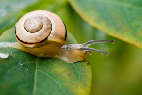 © marradt/iStock, Fonce petit escargot !