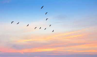 Observe les vols gracieux des oiseaux migrateurs © mbolina/iStock