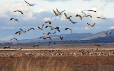 L'automne est là. Certains oiseaux entament leur migration. © Miguel Sotomayor/Getty Images
