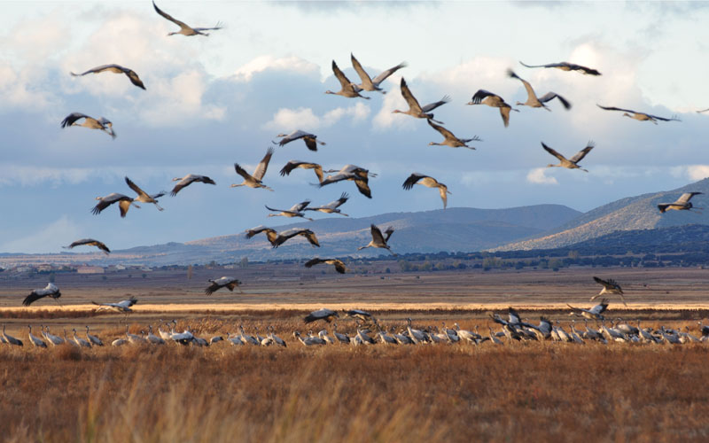 L'automne est là. Certains oiseaux entament leur migration. © Miguel Sotomayor/Getty Images