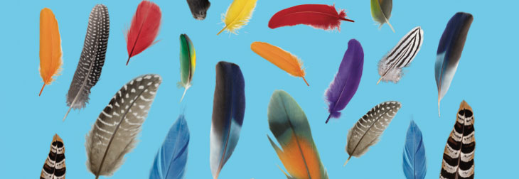 Concours autocollants Toupie "oiseau multicolore"