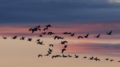 Les oiseaux migrateurs - Réveille la nature Wapiti