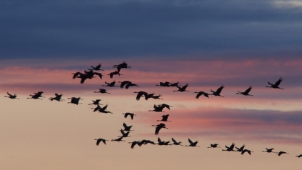 Les oiseaux migrateurs - Réveille la nature Wapiti