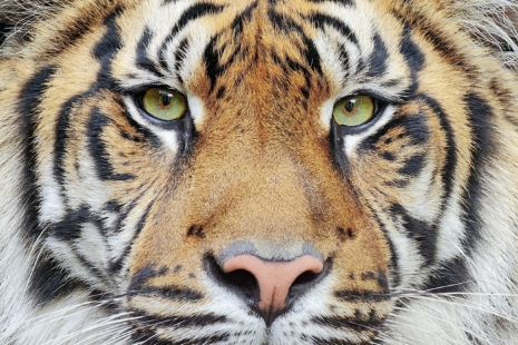Tigre de Sumatra © ondrejprosicky/Adobe Stock