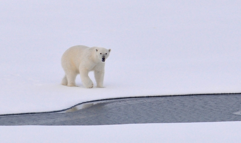 L'ours polaire - Réveille la nature avec Wapiti Magazine