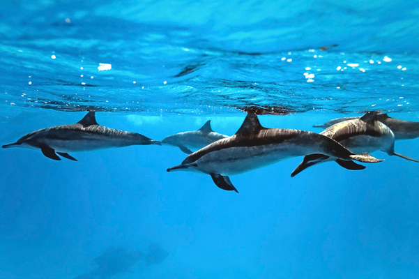 Comment font les dauphins pour tenir aussi longtemps sous l’eau sans respirer ?