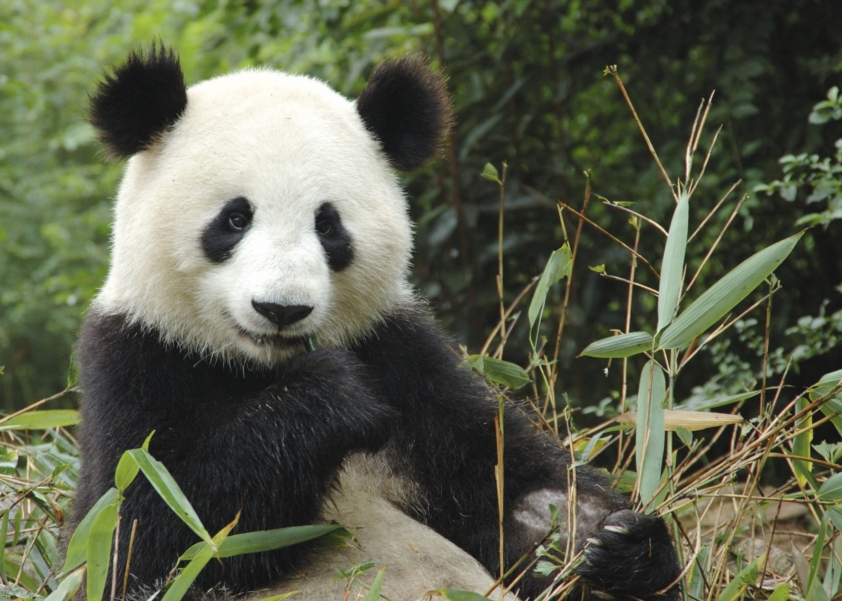 © samkee / iStock : un panda en Chine