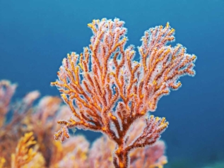 Le corail est un animal © scubaluna/iStock