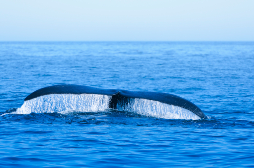 © stephenmeese / iStock : la baleine noire de l'Atlantique Nord dans la baie de Fundy en Nouvelle-Écosse. Une autre baleine du genre Eubalaena.