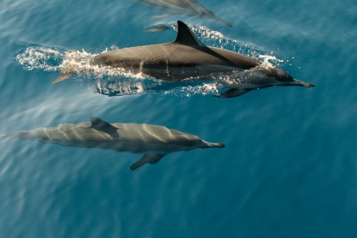 La communication des dauphins