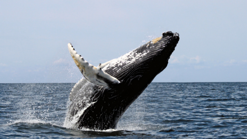 Chant baleine à bosse
