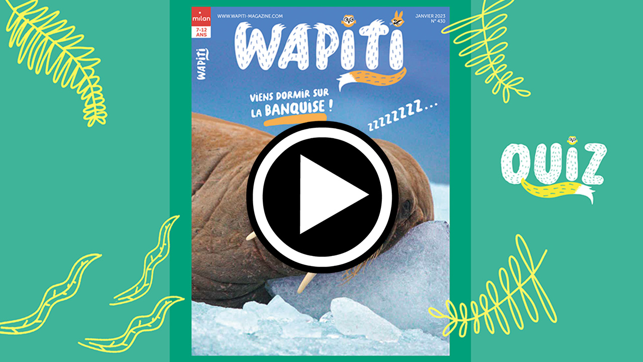 Quiz wapiti- Wapiti magazine