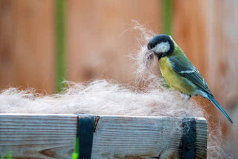 Mésange qui récolte de la laine animal pour fabriquer son nid.