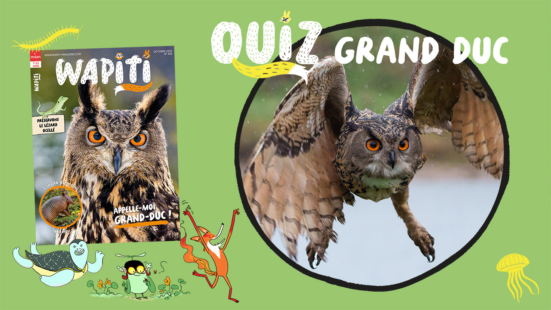 Quiz wapiti- Wapiti magazine - Grand-duc