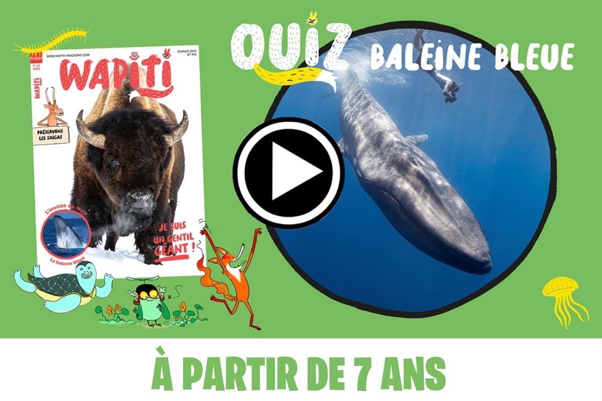 Quiz animaux sur les Baleines Bleues ! | Milan jeunesse | Milan Jeunesse