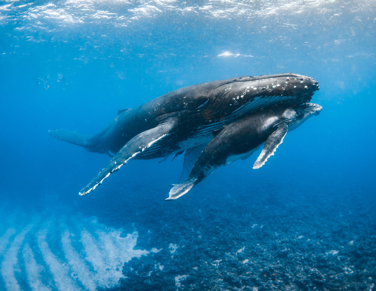 Baleines à bosse, maman et son baleineau