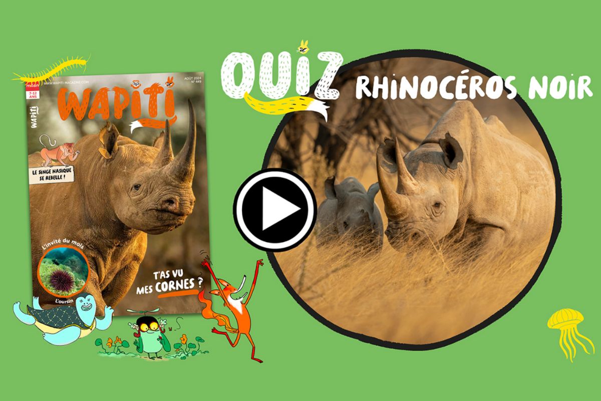 Screenshot du quiz sur le Rhinocéros de Wapiti.