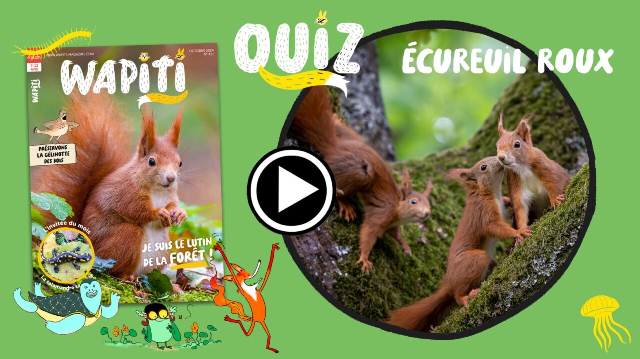 quiz wapiti écureuil roux