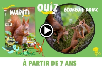 quiz wapiti écureil