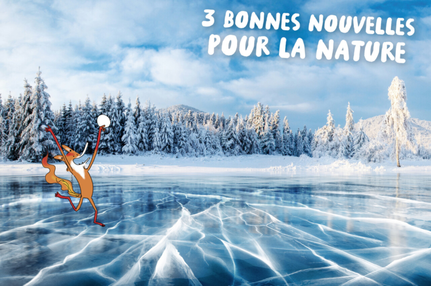 Foxy, le renard, patine content sur un lac glacé, une boule de neige dans la main.