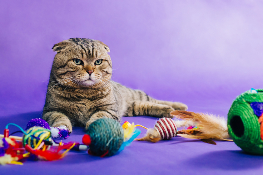 Chat avec ses jouets