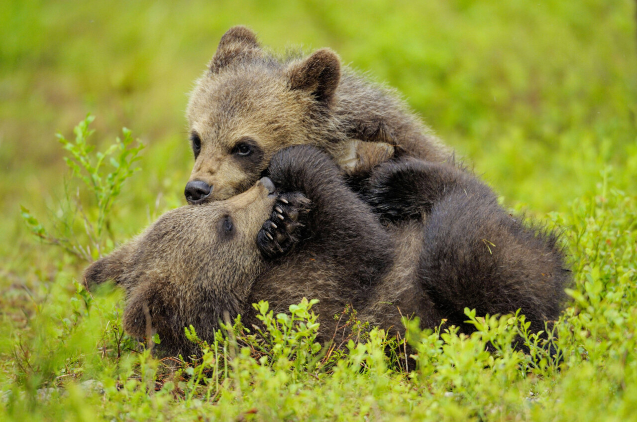 Deux oursons jouent dans une prairie. Plan serré. 