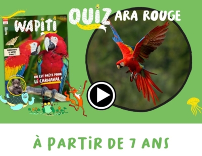 Quiz Ara Rouge visuel