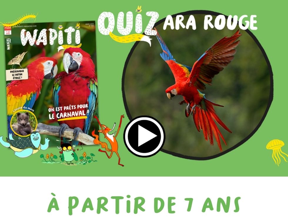 Quiz Wapiti : l'ara rouge ! | Milan jeunesse | Milan Jeunesse