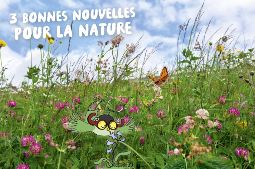 Le personnage d'Archi survole une jolie prairie avec des fleurs roses et un gros papillon.