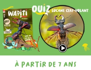 Wapiquiz lucane