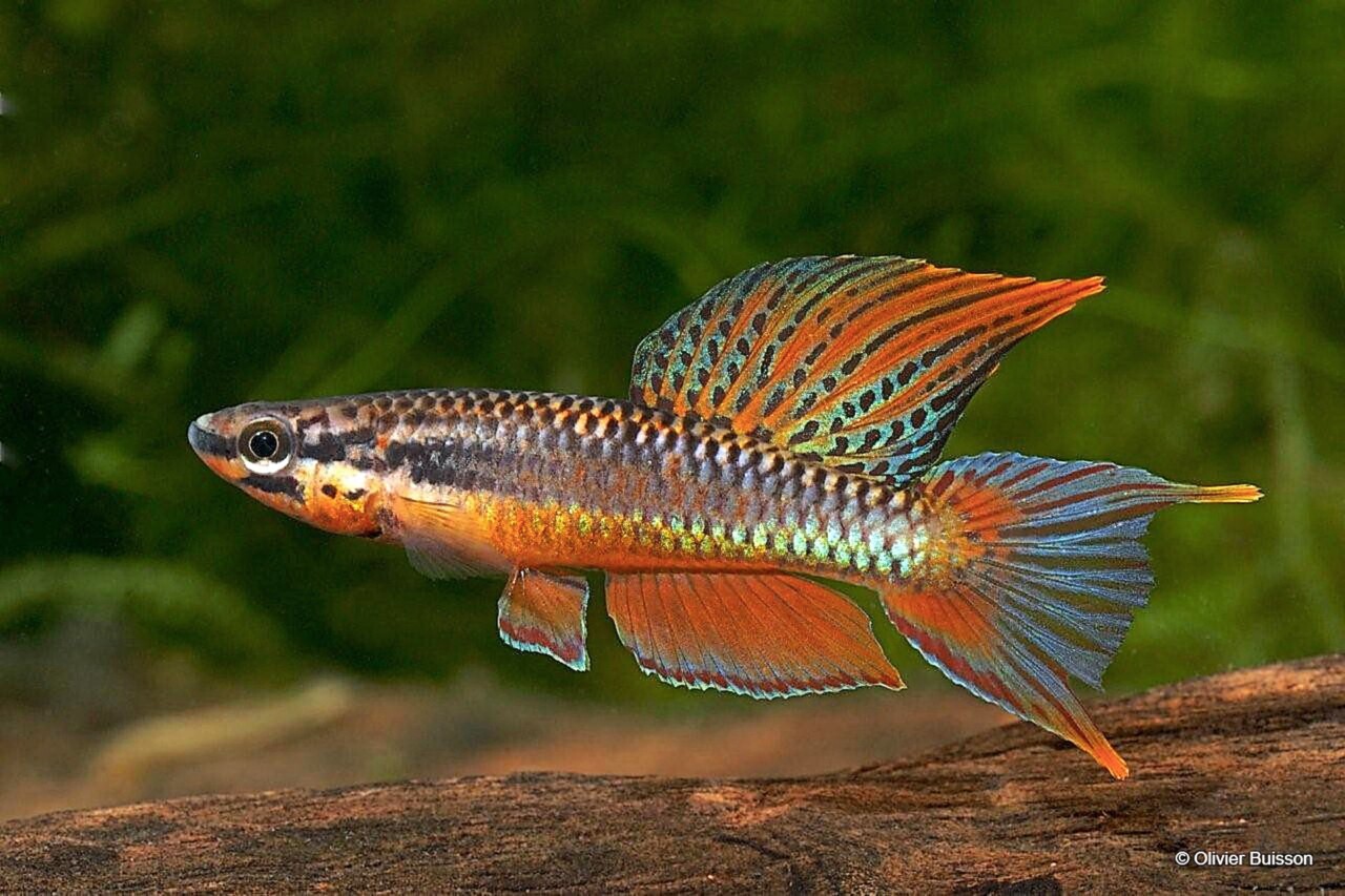 Gros plan d'un petit poisson à la couleur rouge-orangé vif. Sa nageoire dorsale est grande, avec des lignes rouges et irisées vert-bleu. La nageoire caudale est symétrique finie en deux pointes rouge et bleu. Deux autres nageoires au dessous.