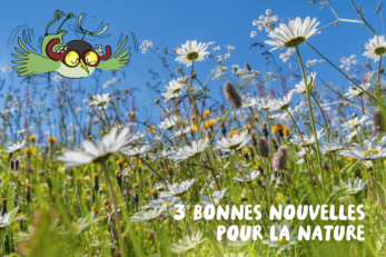 Le personnage d'Archi survole heureux un prés plein de marguerites et autres fleurs.