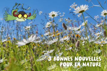 Le personnage d'Archi survole heureux un prés plein de marguerites et autres fleurs.
