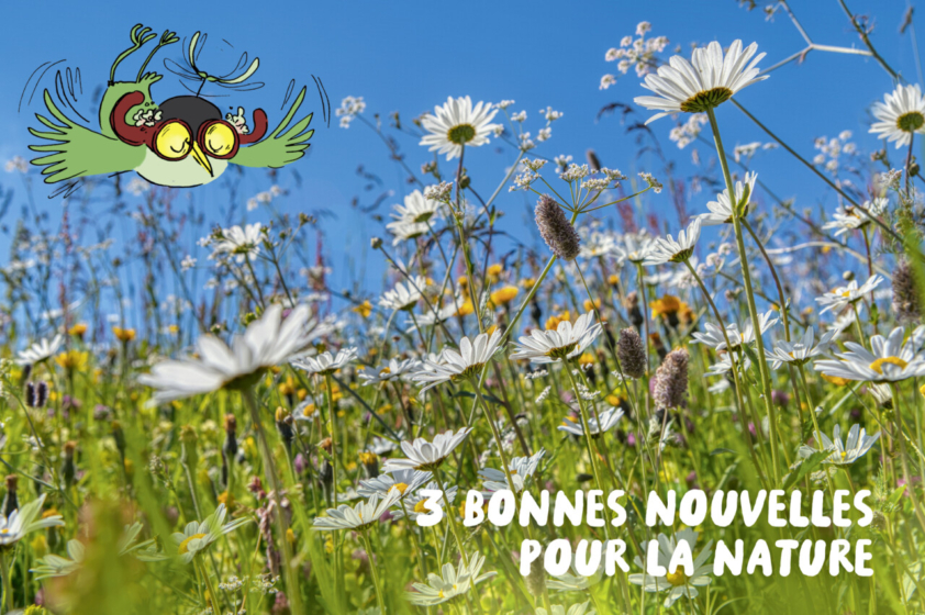Le personnage d'Archi survole heureux un prés plein de marguerites et autres fleurs.