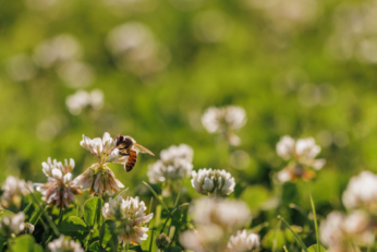 Abeille sauvage butinant sur des trèfles blancs dans un champ.