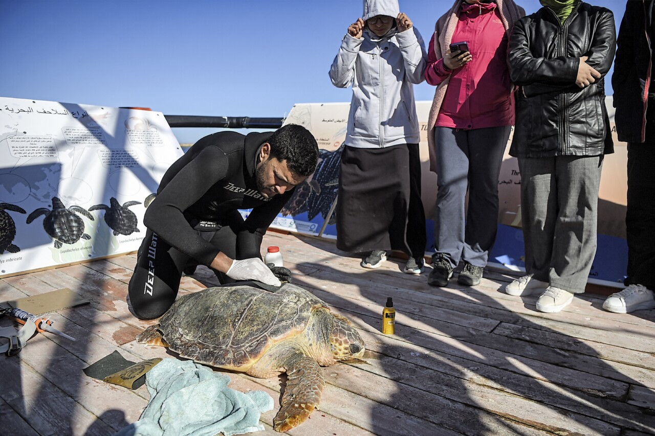 Sur une barge en bois, on voit une tortue caouanne qui se fait soigner par un technicien habillé en une combinaison de plongé, devant des gens qui observent.