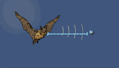 Une chauve-souris arrive face à un moustique. Les ondes partent vers l’insecte et reviennent vers la chauve-souris. Un mètre imaginaire donne la distance.