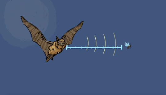 Une chauve-souris arrive face à un moustique. Les ondes partent vers l’insecte et reviennent vers la chauve-souris. Un mètre imaginaire donne la distance.