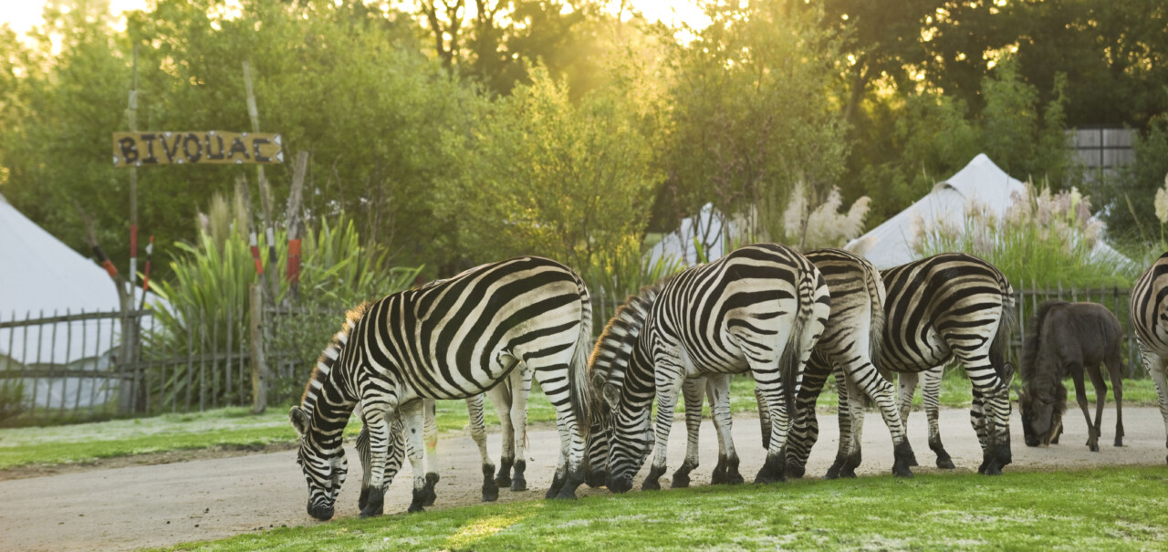 Planete sauvage zebres