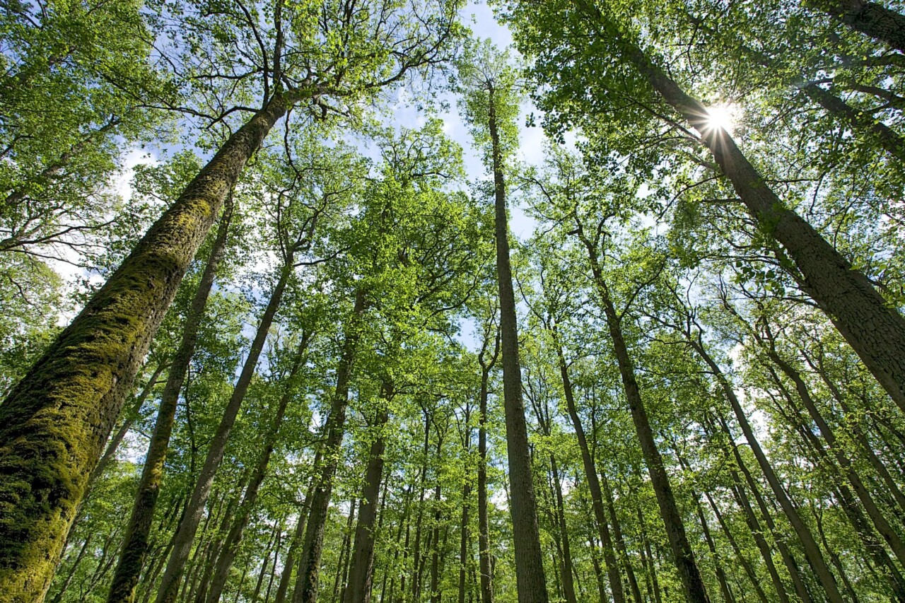 Une vue d'une forêt en contre-plongée (du bas vers le haut). Les troncs des arbres sont fins et élancés.