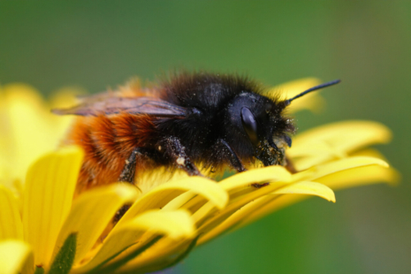 En gros plan une osmie cornue femelle posée sur une fleur aux pétales jaunes.
