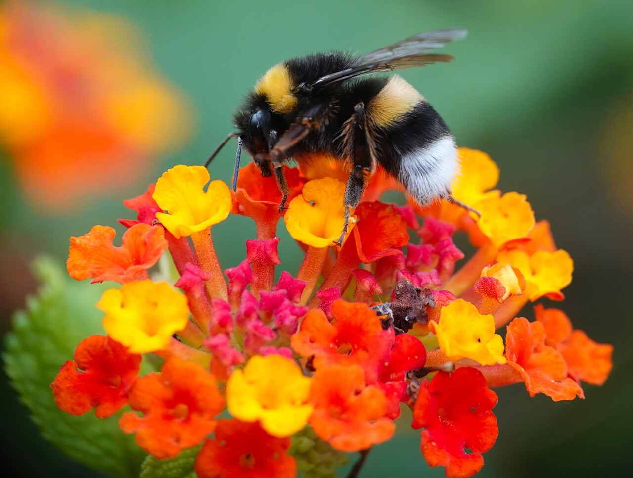 Bourdon terrestre de profil sur une hampe florale dans les tons jaunes et orangés.