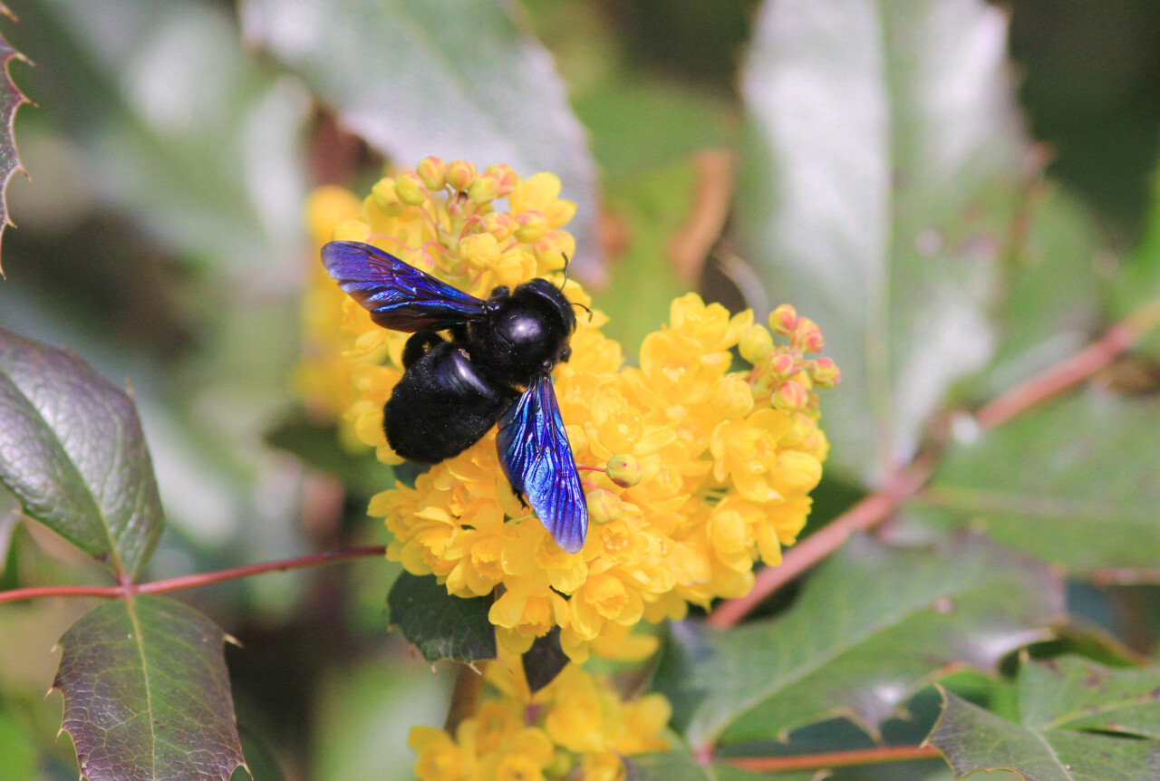 Xylocope sur une petit bouquet de fleurs aux pétales jaunes, ailes dépliées. On y voit bien les reflets violets de ses ailes et son corps massif et noir brillant.